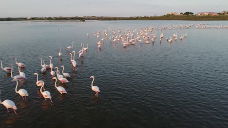 Toma-Aérea-De-Aves-Que-Muestra-Una-Bandada-De-Flamencos-Rosados-Enfriándose-En-El-Lago