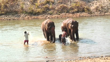 two men with buckets throw water on a couple of elephants in a river