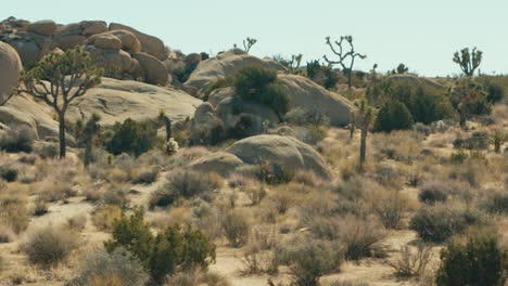 a wide shot of californian desert