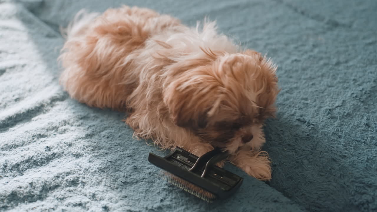Quiet Dog Nap, Calm Afternoon Scene With Woman And Puppy, Serene Moment Of Woman Beside Resting Puppy With Remote, Peaceful Afternoon As Woman Relaxes Near Her Sleeping Puppy Holding Remote