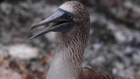 a blue-footed booby in galapagos islands - close up shot