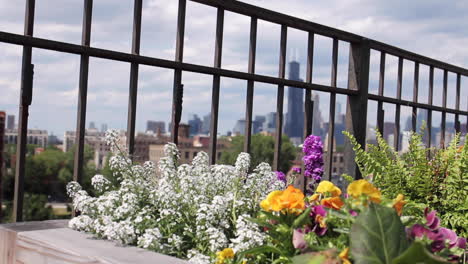 chicago skyline in background of flower bed