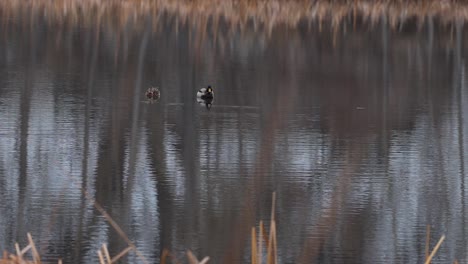 a pair of ducks peaceful and still on a reflective winter pond