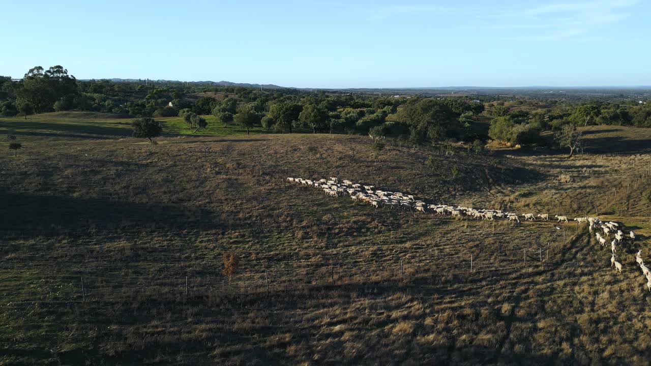 Aerial View of a Large Flock of Sheep in a Field