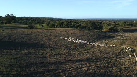 aerial view of a large flock of sheep in a field