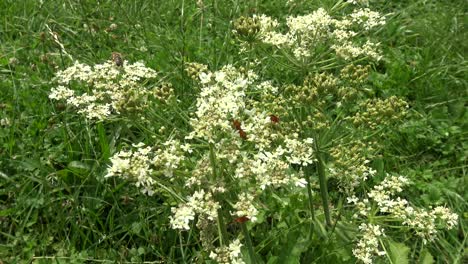 Mehrere-Orangefarbene-Käfer-Und-Eine-Biene-Auf-Einigen-Weißen-Wildblumen-Auf-Einer-Wiese