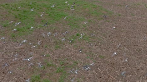bandada de palomas volando juntas sobre un campo abierto en el centro de maui