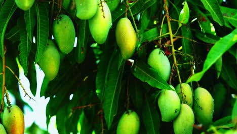 Green mangoes hanging on a tree in summer season outdoor at daytime