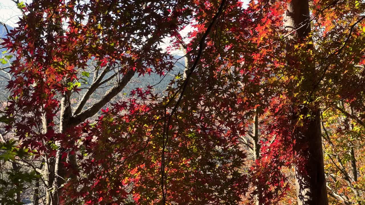 Beautiful vibrant fall color silhouettes with maple leaves