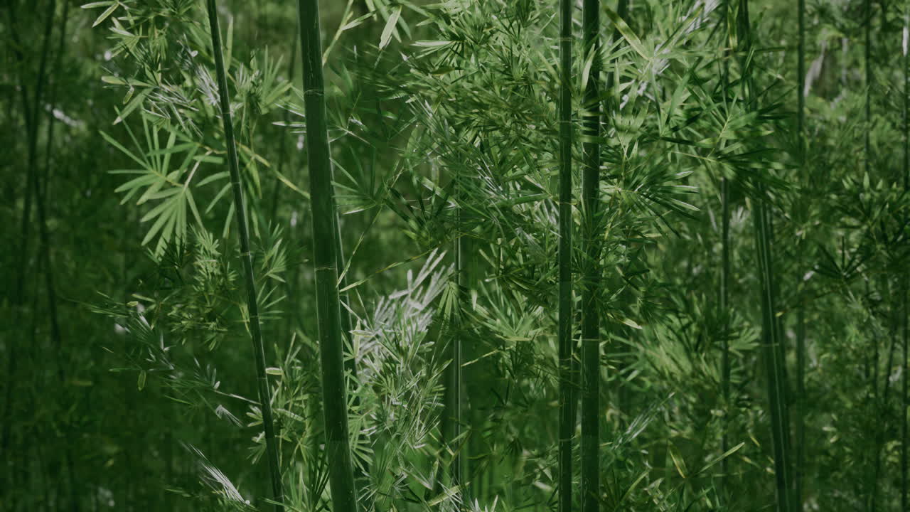 Lush green bamboo forest creating a serene and tranquil atmosphere