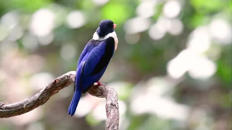 The-Black-capped-Kingfisher-has-a-candy-like-red-bill-and-a-black-cap-which-is-found-in-Thailand-and-other-countries-in-Asia