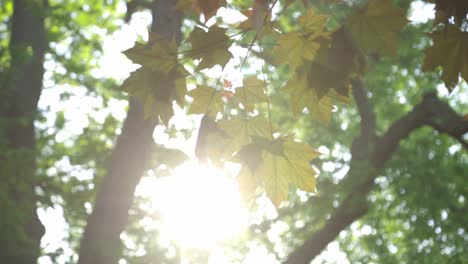 vibrant sunlight shining down through the green leaves in the forest - low angle shot