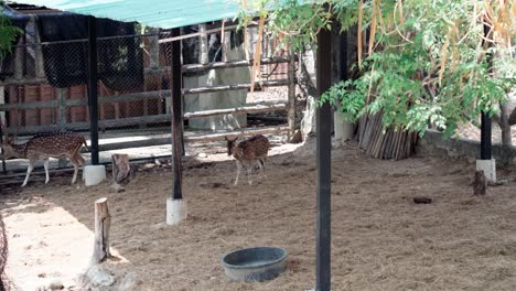 Sika-deer-living-in-the-park-during-daytime