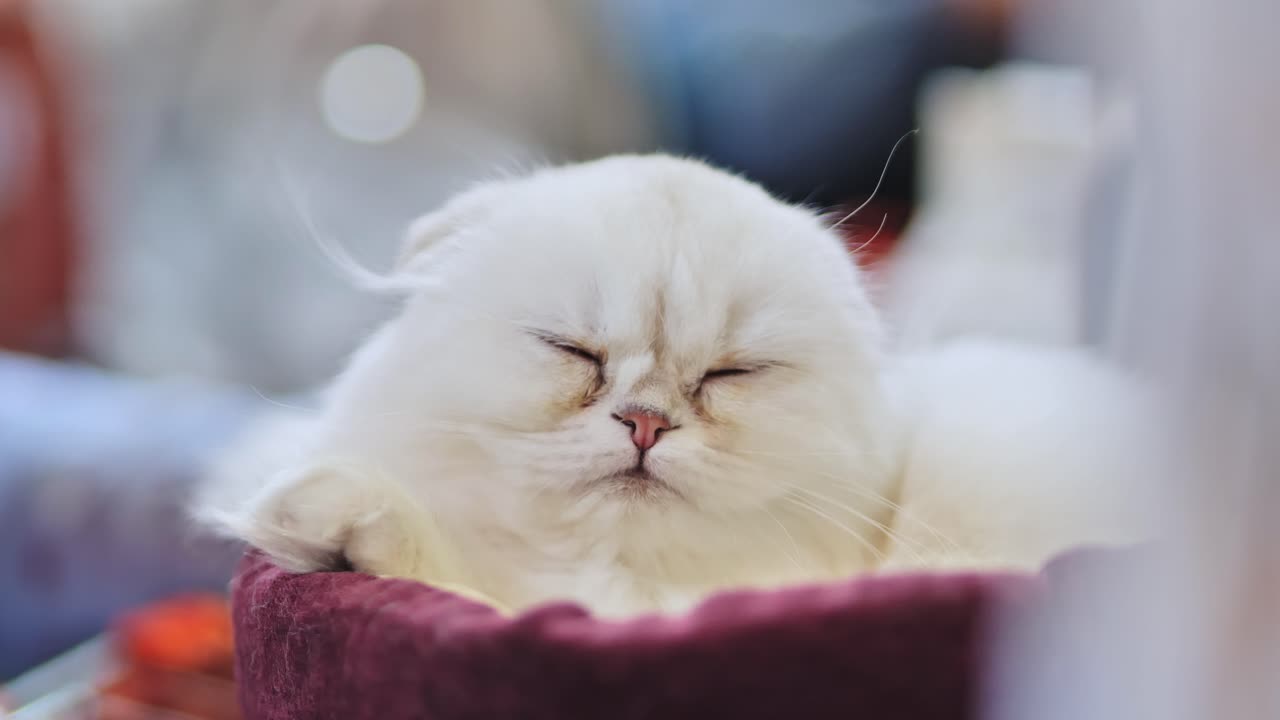 Adorable White Scottish Fold Cat
