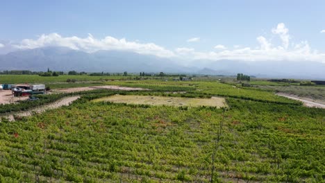 Huge-green-eco-vineyard-farm-in-Uco-Valley,-Argentina