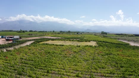 Enorme-Granja-De-Viñedos-Ecológicos-En-El-Valle-De-Uco,-Argentina.