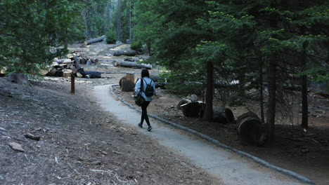 back view of tourist woman walking at trail of 100 giants in sequoia national forest, california