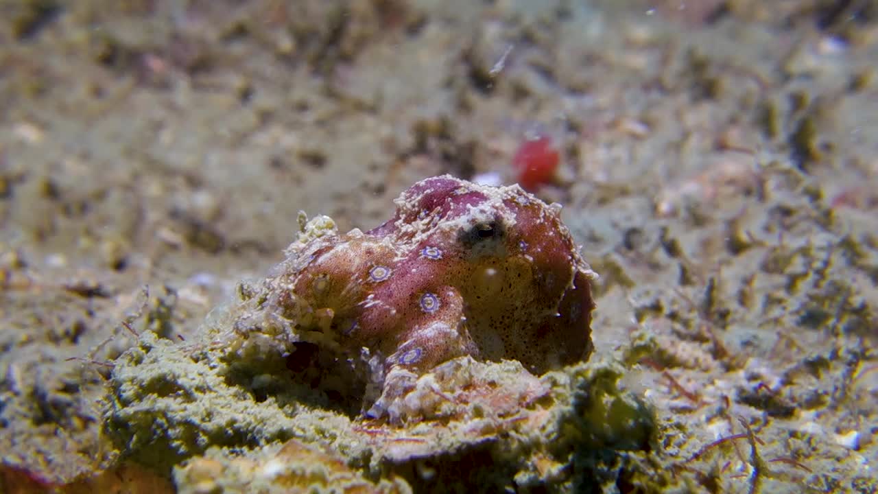 pequeño pulpo venenoso de anillos azules moviendo branquias de sifón para respirar agua salada
