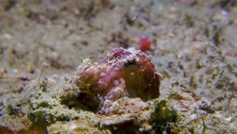 small venomous blue ringed octopus moving siphon gills to breathe saltwater