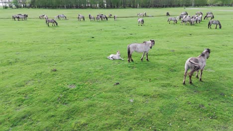 Wild-Horses-and-Auroxen-Cows-Running-in-the-Field-of-Pape-National-Park,-Latvia