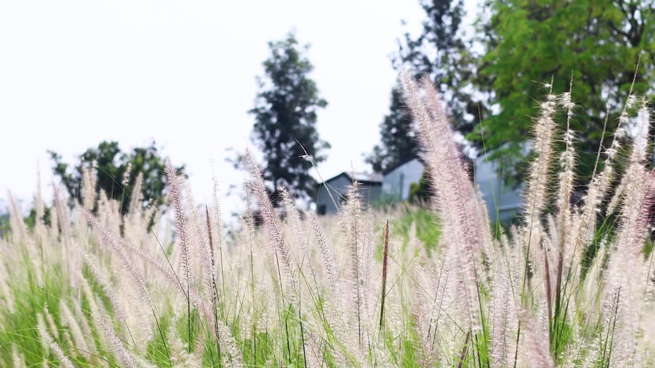 높은 풀이 바람에 부드럽게 흔들리고