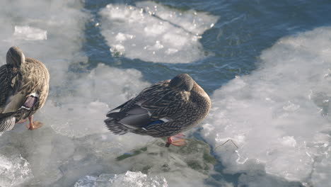 Mallards-Hembra-Descansando-Sobre-El-Hielo-En-El-Estanque-De-Patos-Congelados-En-Un-Día-Soleado---Cerrar