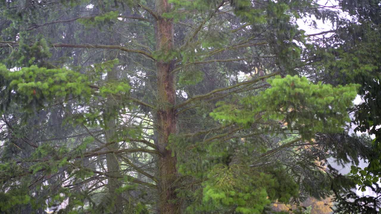 Heavy rain falling on a coniferous tree