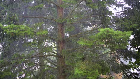 heavy rain falling on a coniferous tree