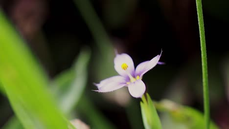 Bermudiana-Oder-Das-Blauäugige-Gras