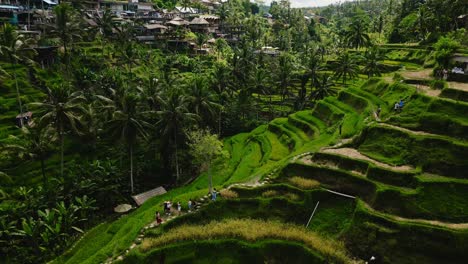 green layers and rice paddies with a backdrop of palm trees in bali