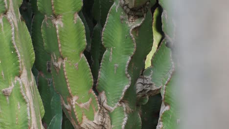 close up green cactus with yellow spines within a desert environment, city park in barcelona, montjuic. african background