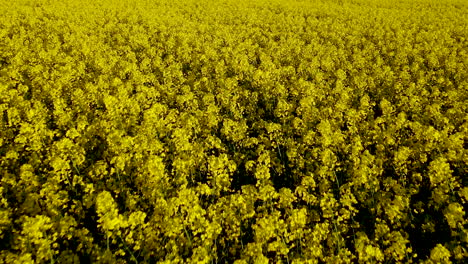 close-up rapeseed field, endless yellow canola meadow in blossom poland kadra