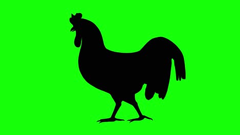 silhouette of a rooster walking, on green screen, side view