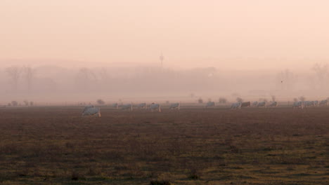 cattle of cows on a field at sunset in hungary