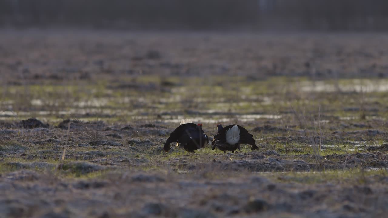 бой на лежке размножающихся тетеревов ранним утром