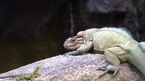 Una-Especie-En-Peligro-De-Extinción,-Iguana-De-Rinoceronte,-Cyclura-Cornuta-Manchada-En-La-Roca,-Mezclada-Con-El-Entorno-Circundante,-Mirando-Fijamente-Al-Dragón-De-Agua-Australiano,-Intellagama-Lesueurii,-Primer-Plano