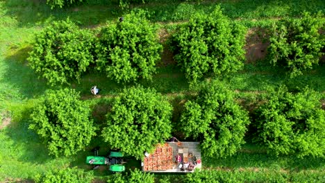 aerial view looking straight down on tractor with flatbed in peach orchard during the harvest