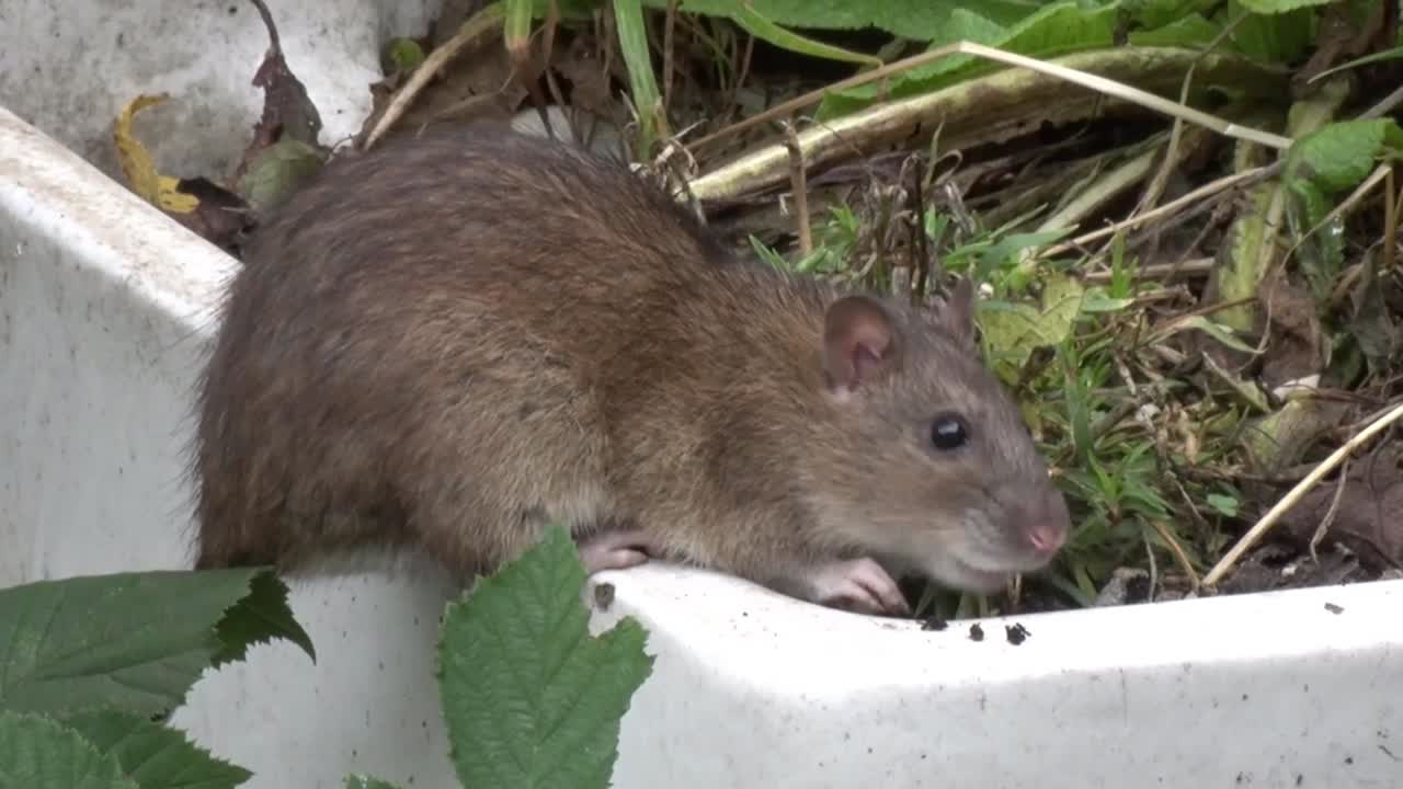 un adulto marrón, rata, rattus norvegicus, una especie naturalizada común en gran bretaña