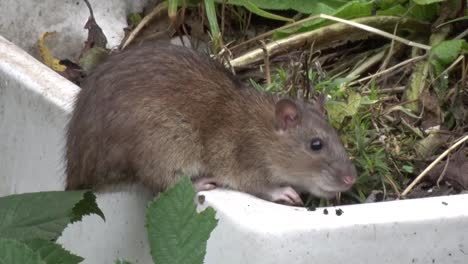 an adult brown, rat,rattus norvegicus, a common naturalized species in britain