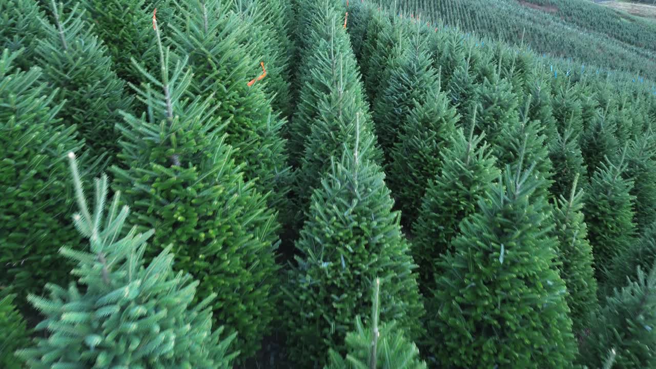 애쉬 카운티 노스캐롤라이나, 노스캐롤라이나에서 건강하게 자라는 프레이저 전나무 크리스마스 트리의 낮은 고도 항공 샷