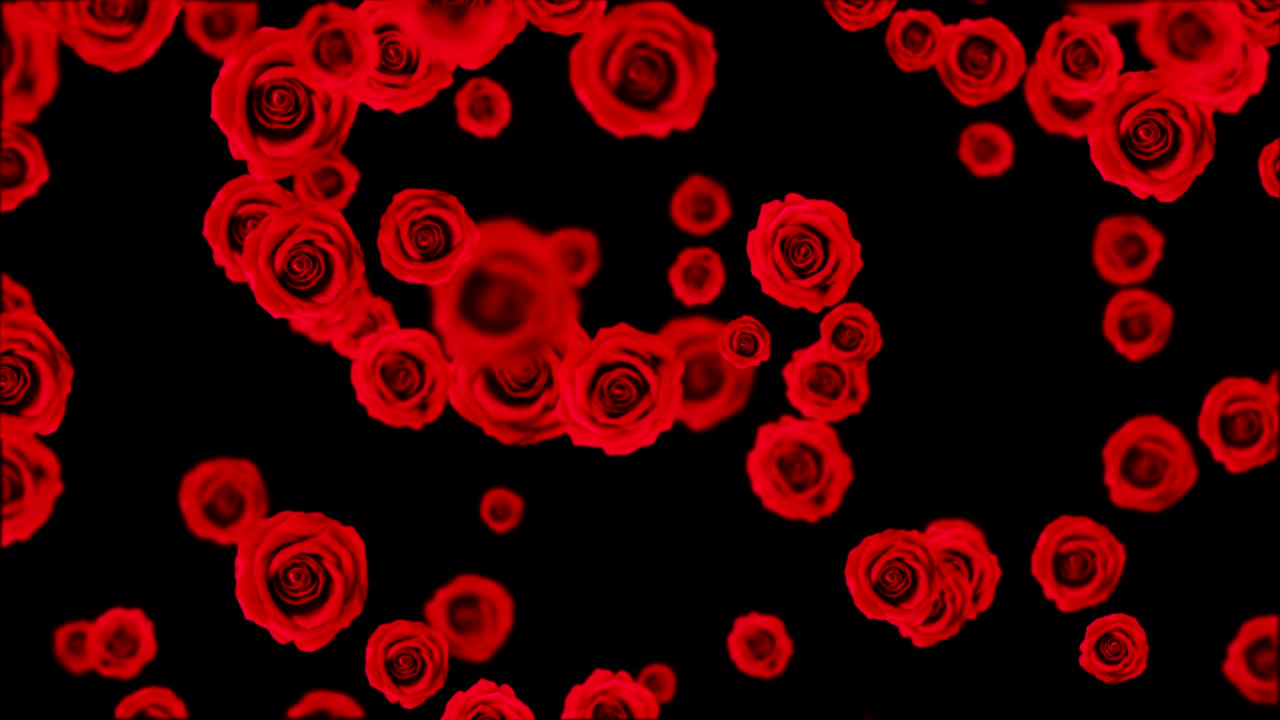 은 장미가 떨어집니다.