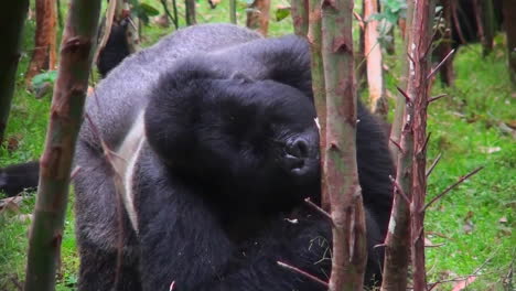 un gorila de montaña de espalda plateada come en un bosque de eucaliptos en ruanda