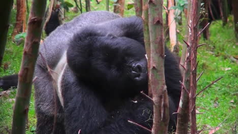 a silverback mountain gorilla eats in a eucalyptus forest in rwanda