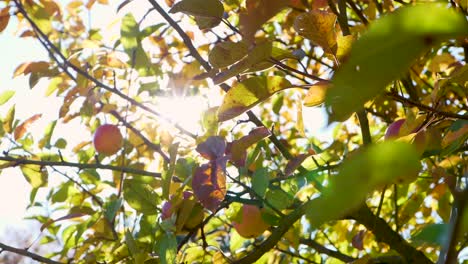 Sunlight-coming-at-the-lens-inside-an-apple-tree