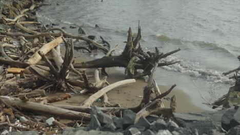 A-beach-filled-with-broken-trees-and-waves-crashing-at-the-shore-in-slow-motion