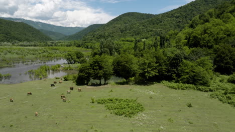 mandria di mucche al pascolo sulla pianura alluvionale nella valle del lago del bacino idrico di tkibuli