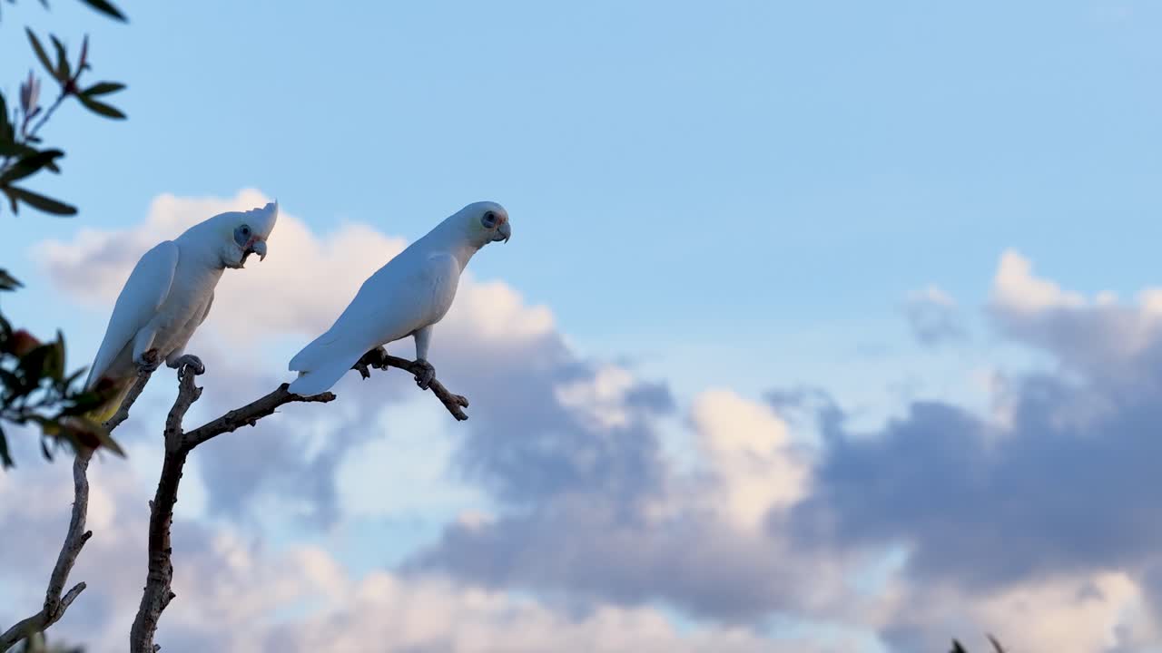 Two Little Corellas sit on a branch against a vibrant sunset sky, showcasing natural behavior and serene environment