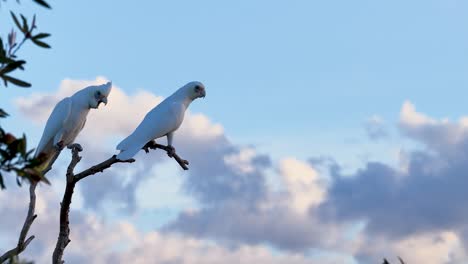 two little corellas sit on a branch against a vibrant sunset sky, showcasing natural behavior and serene environment
