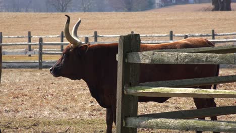 a longhorn bull stands in a paddock