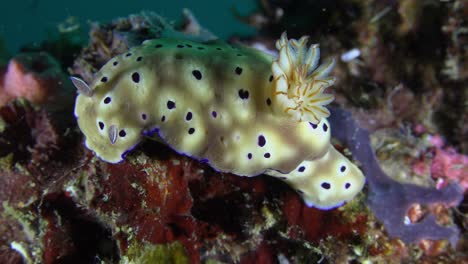Close-up-of-Nudibranch--on-colourful-coral-reef
